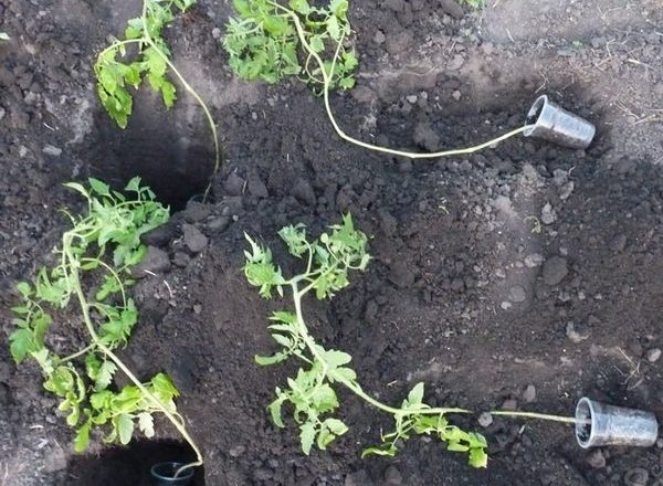  Πώς να φυτέψετε τα κατάφυτα δενδρύλλια τομάτας